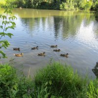 Утки не боятся, подплывают близко и ждут подкормку :: Galaelina *** Утки не боятся, подплывают близко и ждут подкормку :: Galaelina ***