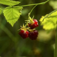 Малинка :: Геннадий Супрун Малинка :: Геннадий Супрун