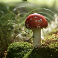 Мухомор :: Геннадий Супрун