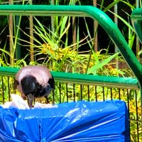 КУШАТЬ   ПОДАНО :: Анатолий Малобродский