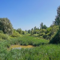 В летний полдень... :: Владимир Жданов