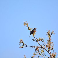 песня в исполнении скворчика :: леонид логинов песня в исполнении скворчика :: леонид логинов