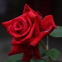 *** :: Надежда Куркина 