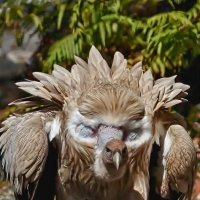 ГИМАЛАЙСКИЙ  ОРЁЛ :: Валерий Кокорев