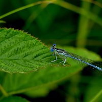 из вчерашней съемки 2 :: Александр Прокудин