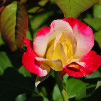 В ботаническом саду МГУ :: Светлана В ботаническом саду МГУ :: Светлана