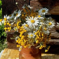 Летний букет ! :: Нина Андронова