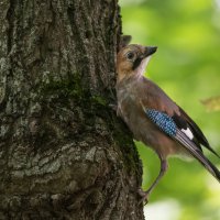 Сойка. :: Владимир Безбородов