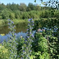 На берегу лесного озера :: Veera V На берегу лесного озера :: Veera V