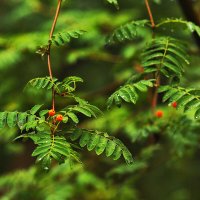 Созревают :: Юрий Гайворонскiий