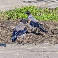 Вороне Бог послал вкусную косточку :: Валерий Иванович