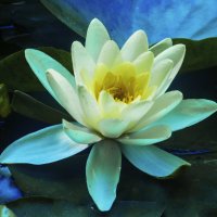 Белая лилия :: Валентин Семчишин