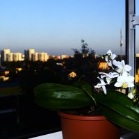 Летнее утро. :: Василий Палий