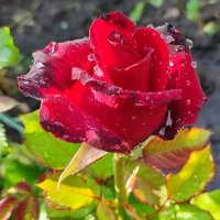 После дождя :: Валентина Богатко 