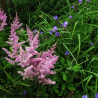 В саду :: Людмила Смородинская В саду :: Людмила Смородинская