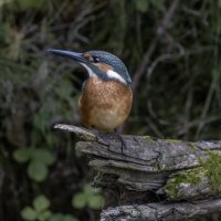 зимородок :: юрий макаров