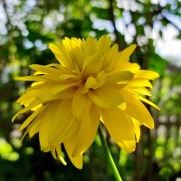 Золотые шары :: Валентина Богатко 