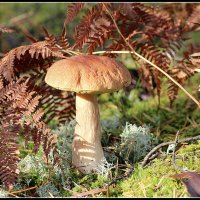 *** :: Aleksandr Gal