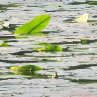 ветер :: Елена Шаламова