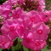 В розовых тонах флоксы :: Елена Семигина