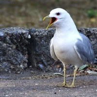 Наглые   чуды :: kolyeretka 