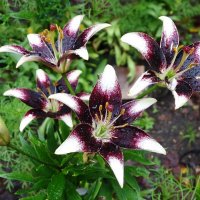 Лилия :: Рита Симонова