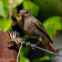 вечернее лакомство :: Виталий Емельянов