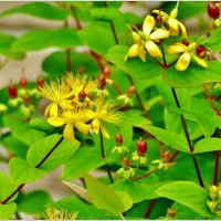 ЭТЮД... :: Elvira E. 