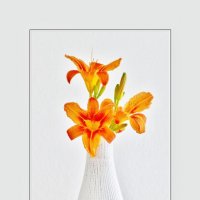 ЛИЛИИ... :: Elvira E. 