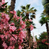 СОЧИ СЕГОДНЯ :: Tata Wolf