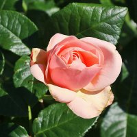 В ботаническом саду МГУ :: Светлана 