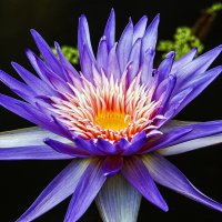 Голубой лотос :: Андроник Александр 