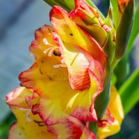 Гладиолус :: Светлана SvetNika17