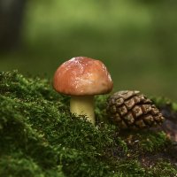 В  лесном  уголке :: Геннадий Супрун