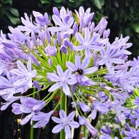 Цветочный шарик :: Наталья 