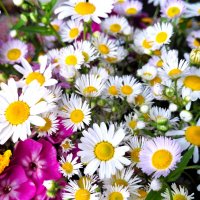 Полевой букетик :: Наталья 