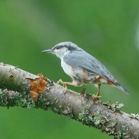 поступь поползня... :: Andrey Bragin поступь поползня... :: Andrey Bragin