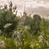 Понавешали :: sorovey Sol