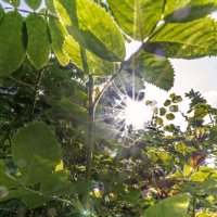 Сквозь листву :: sorovey Sol