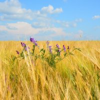 Лето. :: Михаил Колосов 