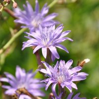 Лето, полевые цветы :: Татьяна Машошина