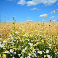 Ромашки. :: Михаил Колосов 