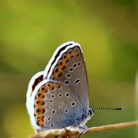 Присела... :: Александр Кондаков