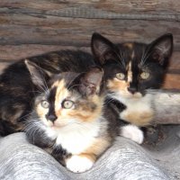 Две девочки котята :: Антонина Гугаева