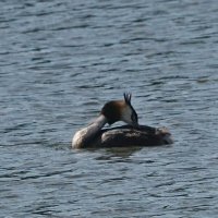 Чомга :: Василий Панкрушов Чомга :: Василий Панкрушов