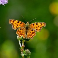 из сегодняшней съемки 3 :: Александр Прокудин