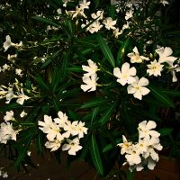 Летние этюды 66 :: Алексей Кузнецов