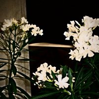 Летние этюды 68 :: Алексей Кузнецов