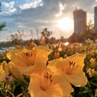 Лилейник :: Сапсан 