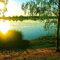 СОЛНЫШКО  В  КАМЫШАХ :: Русский Шах Гончар